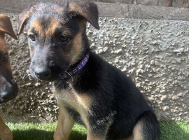 Dutch X German Shepherd puppies