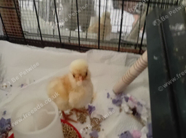 1 silkies 4 weeks old  and one buff polish 3 days old