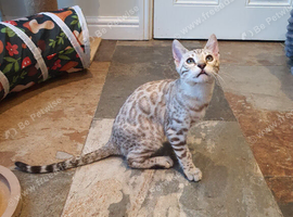 Beautiful TICA Registered Bengal Kittens.