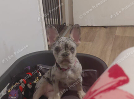 Stunning 4-Month-Old Merle French Bulldog &ndash; Fully Trained & Family Ready