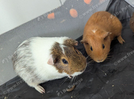 2 male guinea pig brothers