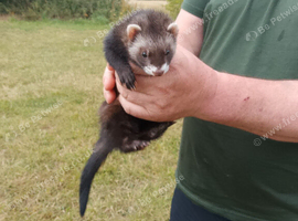 10 week old female polecat