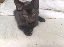 12 week old male kitten