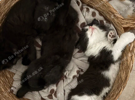 Beautiful fluffy kittens