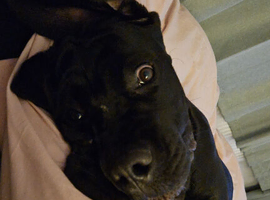 Male cane corso 7 months old