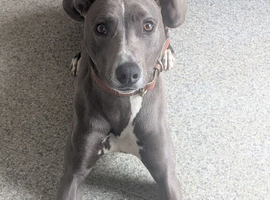 Very reluctant rehoming