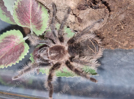 Curly Hair Tarantula good size Unsexed