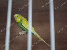 1 Female Budgie and 7 baby budgies