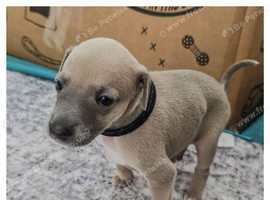 Stunning wiggy puppies