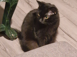 Loving Home Wanted for a Beautiful 2-Year-Old Cat