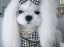 Stud tiny kc reg Korean Maltese