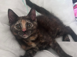 Kittens male and female