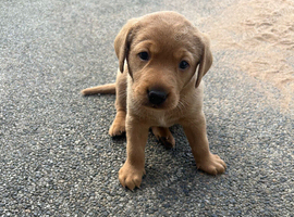 Beautiful fox red Labrador bitch available!