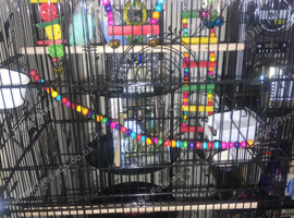 2 lovely budgies