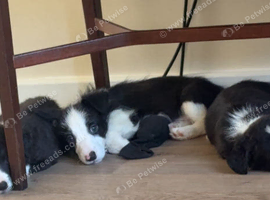 8 week old Collie X puppies &pound;295
