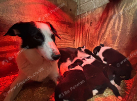 Sprollie puppies for sale