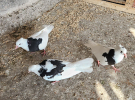 Iranian pigeons