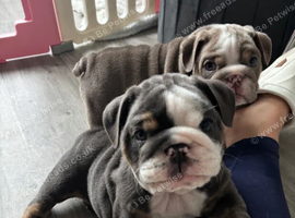 Chunky British Bulldog Puppies &ndash; 2 Girls & 2 Boys
