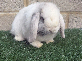 Pure breed mini lops bucks 3 left
