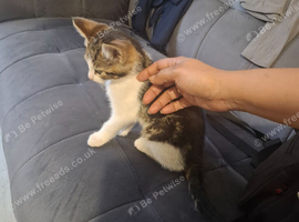 1 male tabby kitten  12weeks