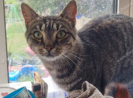 Help us bring cookie home