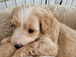 Beautiful Maltipoo Puppies 6 weeks old x2 Boys left