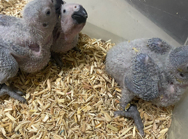 Super cuddly baby African greys