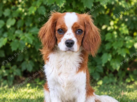 Advanced trained King Charles Cavalier