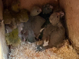 Kakariki baby&rsquo;s