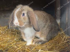 MALE MINI LOP