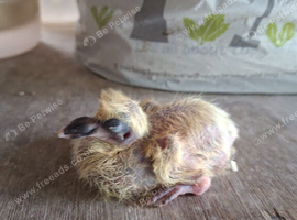 Baby racing pigeon