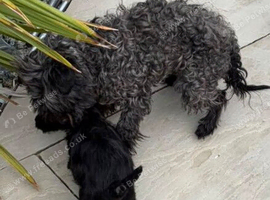Girl Yorkiepoo