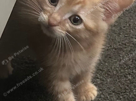 2 Male Ginger kittens