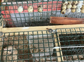 quail