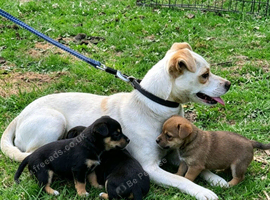 Jack Russell pup