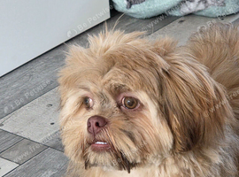Female imperial shih tzu