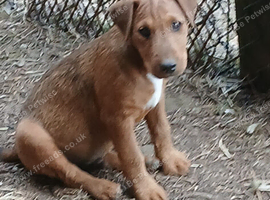 Stunning boy puppy