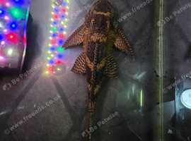 Common pleco