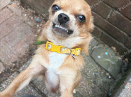 11 mouths old chihuahua
