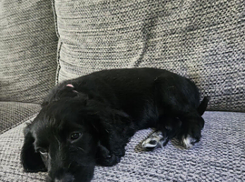 Female cockerpoo puppy