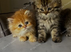 Persian kittens