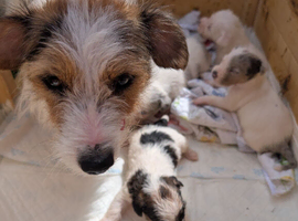 Parson Russell terrier