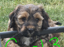 Tibetan Terrier puppies