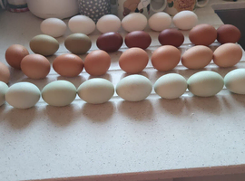 Hatching Eggs