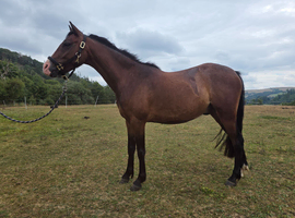 Welsh section B gelding