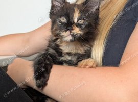One beautiful Maine coon female kitten