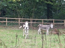 Jack and in foal jenny