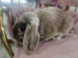 Miny lop blue boy 2 yers old