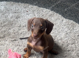 Chocolate and tan girl