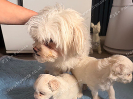 Bichon frise female